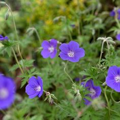 purple flowers are blooming in the garden