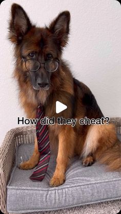 a dog wearing glasses and a tie sitting on top of a pillow with the caption how did they treat?