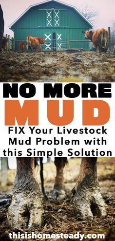 two cows standing in front of a barn with the words, no more mud fix your livestock mud problem with this simple solution