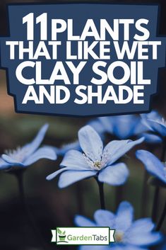 blue flowers with the words 11 plants that like wet clay soil and shade on it