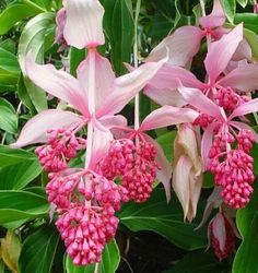 pink flowers are blooming on green leaves