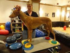 a woman standing next to a brown dog on top of a table