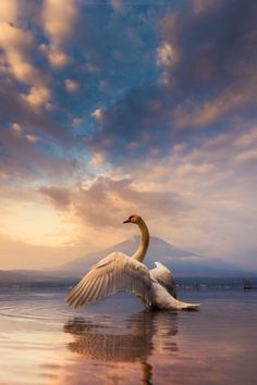 two white swans with their wings spread out on the water in front of a mountain