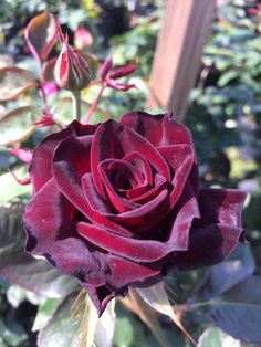 a red rose with green leaves in the background