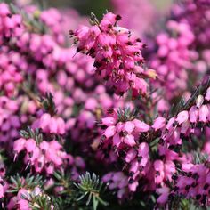 purple flowers are blooming in the garden