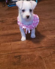 a small white dog wearing a pink and white checkered collar on a wooden floor