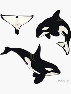 three orca whales are shown in black and white