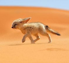 a baby fox running across the sand in the sahara, with it's eyes closed