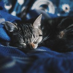 a cat sleeping on top of a blue blanket