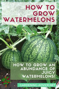 watermelons growing in the garden with text overlay how to grow watermelons