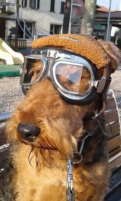 a brown dog wearing goggles and a hat on top of a wooden park bench