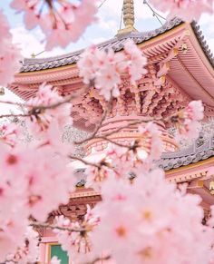 Nara prefecture, Japan Ancient Korea, Japan Cherry Blossom, Nara Japan, Cherry Blossom Season, Sakura Tree