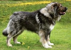 a large dog standing on top of a lush green grass covered field next to yellow flowers