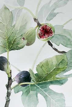 a watercolor painting of figs and leaves on a white background with red center