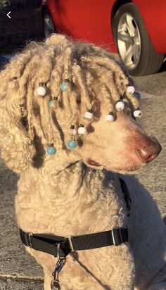 a poodle with dreadlocks sitting in front of a red car