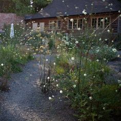 the garden is full of white flowers and green plants in front of a brick building