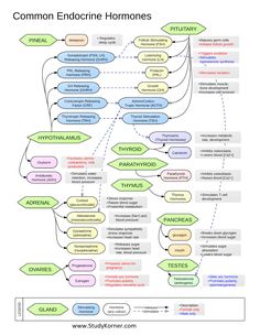 a diagram with different types of words in it