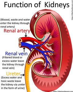 the function of kidneys and their functions in human body diagram with caption below