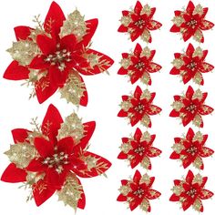 several red and gold poinsettis on a white background