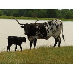 an adult and baby cow standing next to a body of water