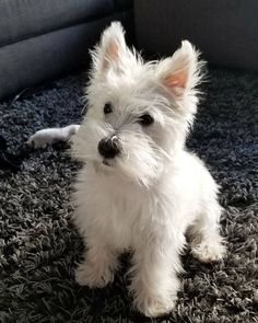 a small white dog sitting on top of a carpet