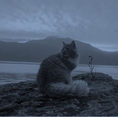 a cat sitting on top of a rock next to water and mountains in the background