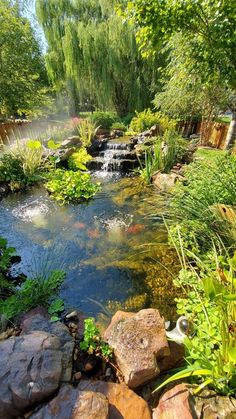 a small pond surrounded by rocks and plants