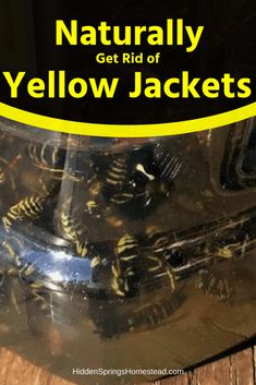 a jar filled with yellow jackets sitting on top of a wooden table