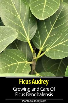 a close up of a plant with the words ficus audrey growing and care of ficus benghalens