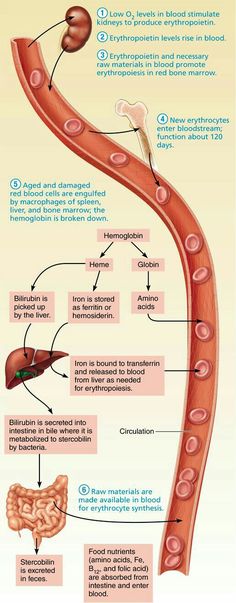 the anatomy of an organ and its functions info poster with information about it's functions