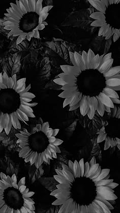 Sunflower Pictures, White Sunflowers, Cute Fall Wallpaper, Witchy Wallpaper, Cute Christmas Wallpaper, Sunflower Wallpaper, Simple Iphone Wallpaper