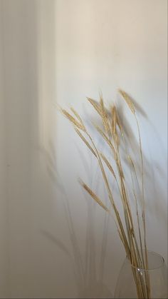 some dry grass in a glass vase against a white wall with sunlight coming through the window