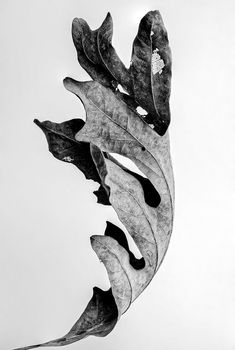 Black and white photograph of a curled and textured autumn leaf Flower Reference, Choose Her, Why Her, Texture Photography, Black And White Photograph, Black And White Flowers, Best Tattoo Designs