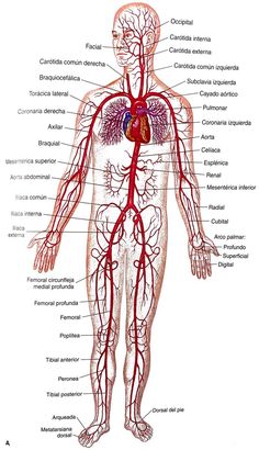 an image of the human body with blood vessels and major branches labeled in english text