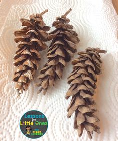 three pine cones sitting on top of a white doily covered table with the words lessons for little ones written below