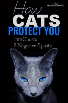 the front cover of how cats protect you from ghost and negative spirits, with blue eyes