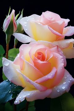 two pink and yellow roses with water droplets on them