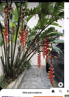 an image of a plant with red flowers on it