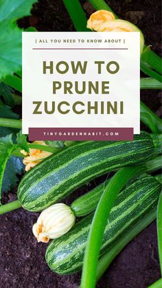 zucchini growing in the garden with text overlay how to prune zucchini