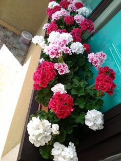 pink and white flowers growing on the side of a building