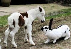 two miniature horses standing next to each other