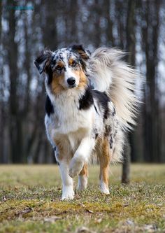 a blue merle and white dog standing in the middle of a field with trees behind it