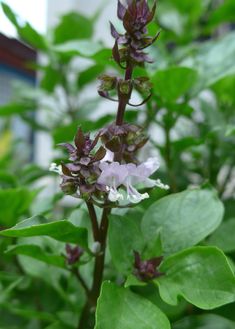 some purple flowers and green leaves in the sun