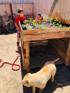 a dog is standing next to a wooden planter with plants in it and a hose attached to the side