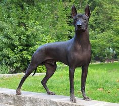 a black hairless dog standing on top of a cement block in front of trees