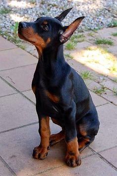 a small black and brown dog sitting on top of a brick floor next to grass