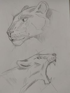 two drawings of lions facing each other