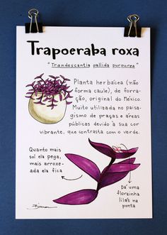 a poster with instructions on how to use the trapeeraba roxa plant