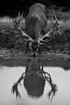 a black and white photo of a deer drinking water