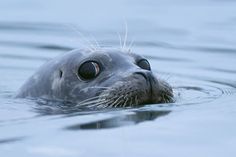 a close up of a seal in the water